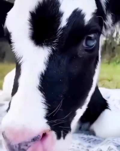 Look at this beauty ❤️🐮