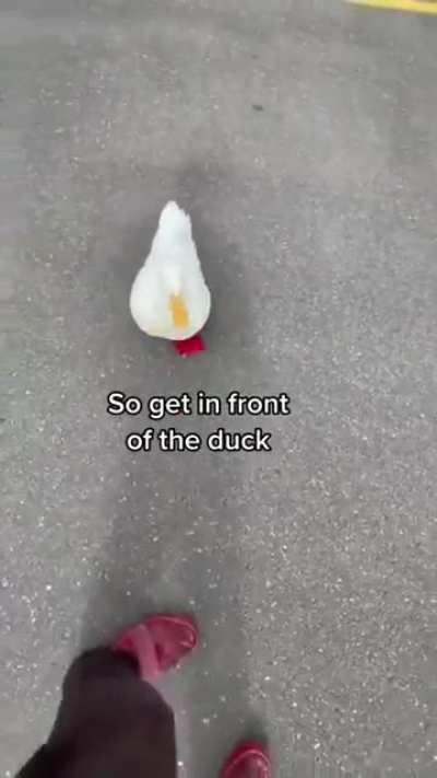 Tutorial