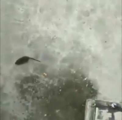 haha dead rat