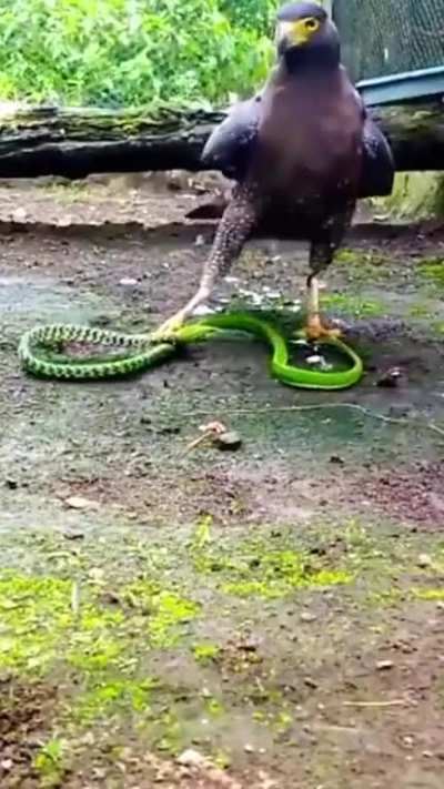 🔥Kite catches a green snake..
