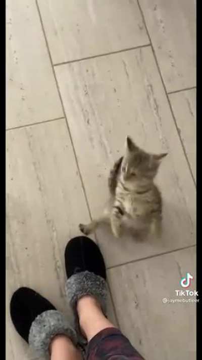Cat.