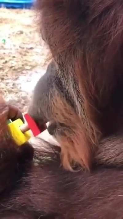 Orangutan&rsquo;s are great mechanics due to having built in self adjusting wrenches.