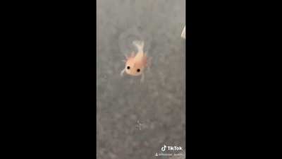 this baby axolotl