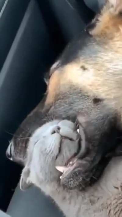 So, this is how they fell asleep.
