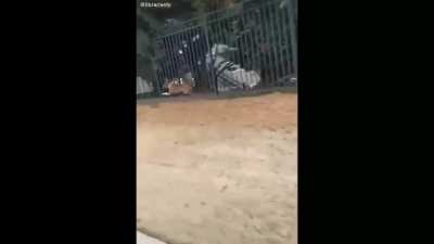 Medo