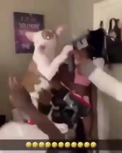 DOG WIT DA GLOCK