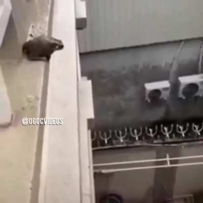 Len amcaoğlu pişt la amcaoğlu