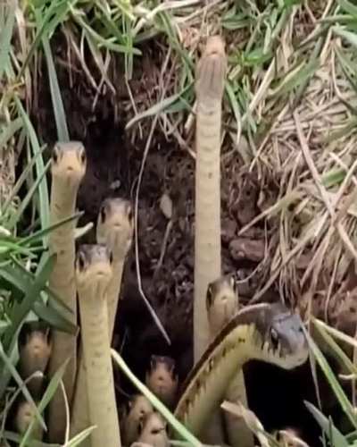 Snakes paying attention