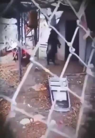 bipedal goat