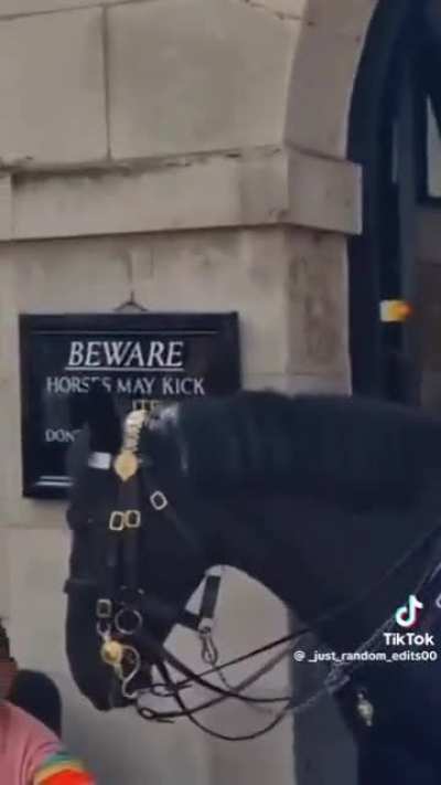 Royal guard horse knows who he likes 