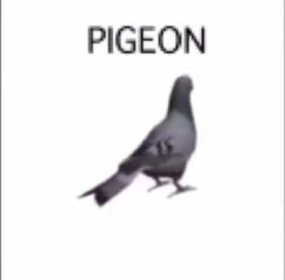 Pigeon