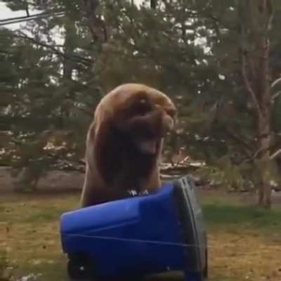 Who needs a Lucas? Give me the bear necessities