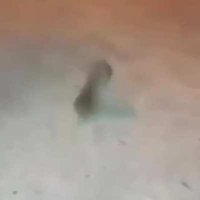 Rat&atilde;o 😳