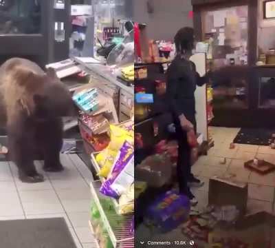Bear vs humans
