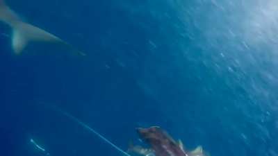 Fishing for yellowfin tuna gets abit awkward&hellip;