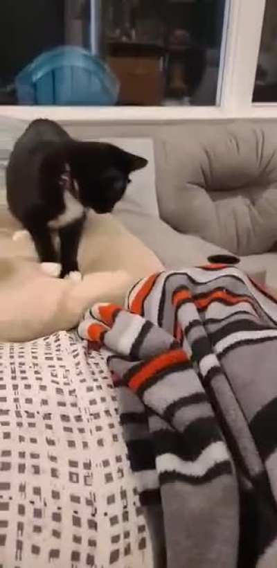 New kitten is testing our frenchies patience.