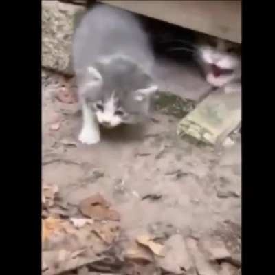 AAAAA