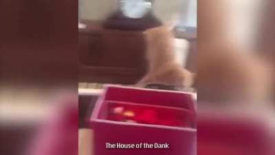il gatto d'oro