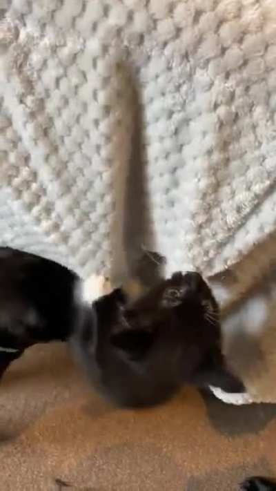 Smol kitty gets a lil&rsquo; help