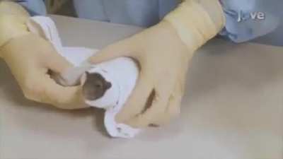 Rat towel :)