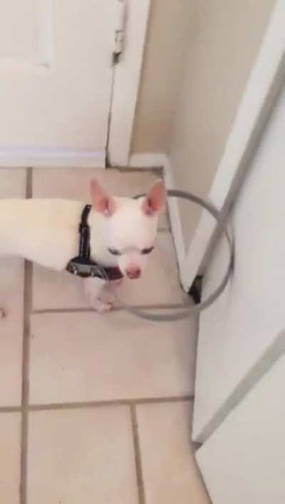 Blind Dog Was Scared To Walk. So Owner Made This For Him