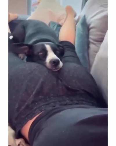 El perro