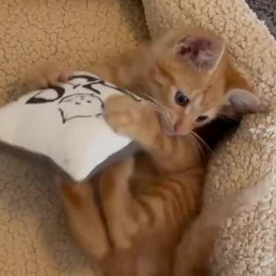 This is Graham a kitten we rescued recently.