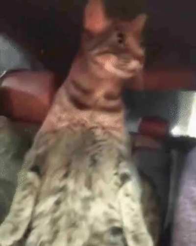 bowling pin cat rule