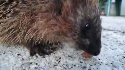 Igel Brudi klaut Katze immer Futter. Katze sagt nein. Hab' ihm deswegen eine kleine Portion zum abschmatzen serviert, und wie es aussieht, schmeckt es ihm vorzüglich!