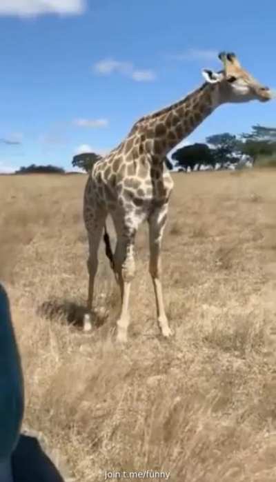 In case you don't know how Giraffe eat Grass.