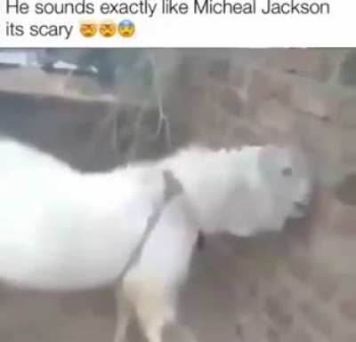 michelle