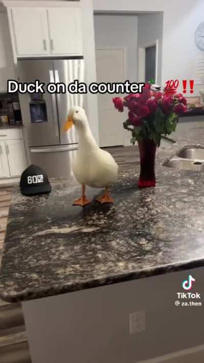 mam&atilde;e saiu pato subiu