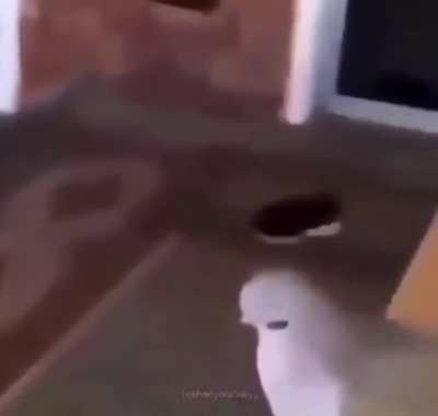 bird