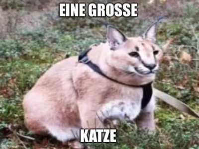 eine gro&szlig;e floppa