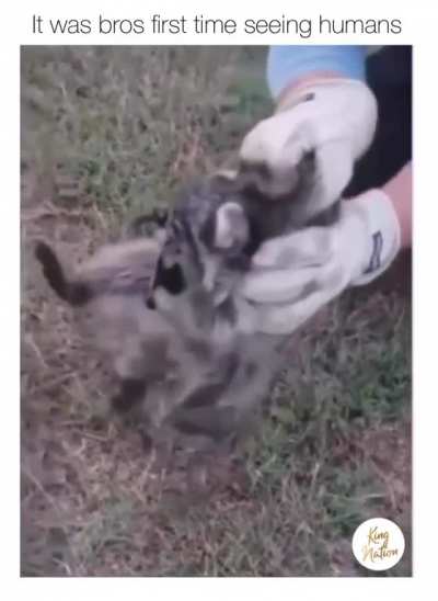 Racoon sees humans for the first time