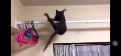 Паникующий кот