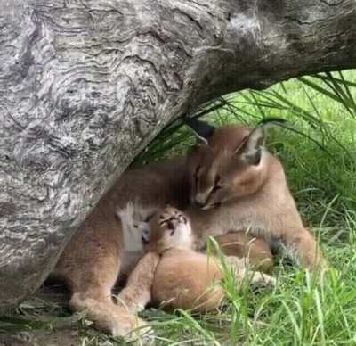While yawning is considered an involuntary reflex in most vertebrates, there is evidence that yawning can be "contagious" in the social context of promoting group bonding. Just after the mother caracal yawns, the baby instinctually "copy cats" her in orde