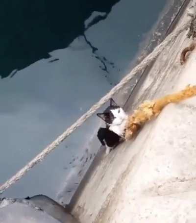 Rescuing a kitty