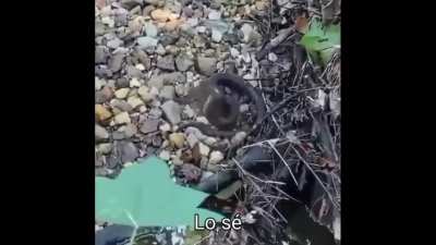 yo