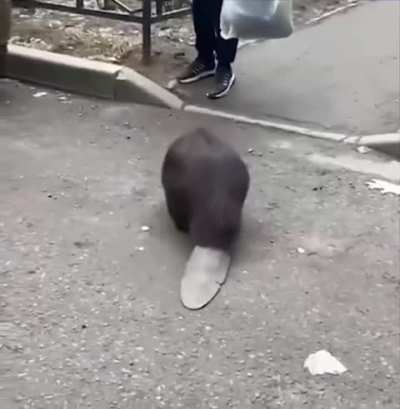 Polish agent B&oacute;br Kurwiński attack Russians in St. Petersburg. Ojczyzna jest z ciebie dumna, agencie!🇮🇩🤜🇳🇱