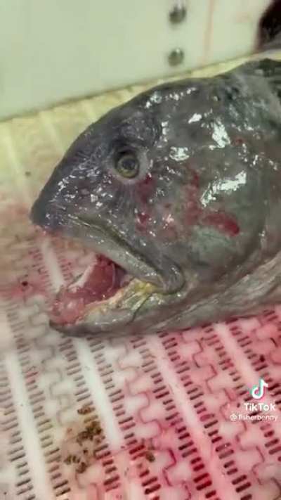 Yeah, big nope when you watch it to the end... and its dead.
