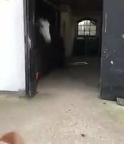 Get ready for a horse ride