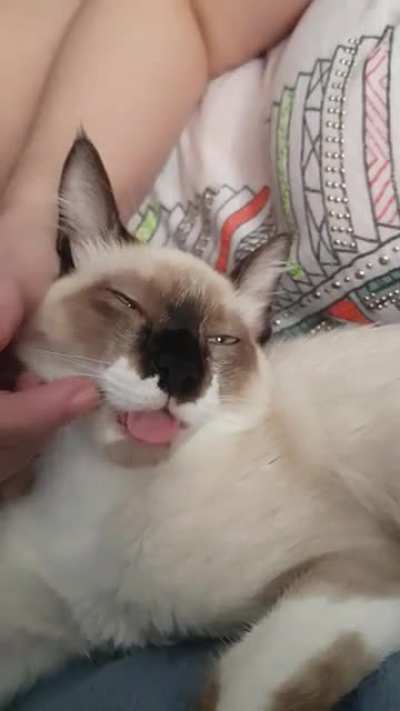 My cat is broken