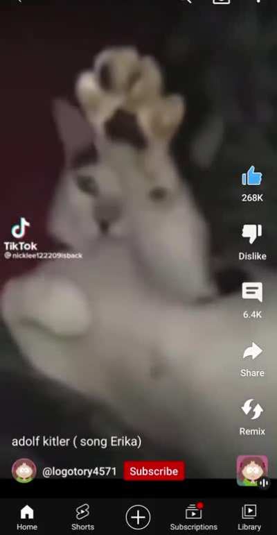 One cat.