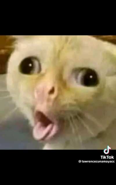 TOP 10 PUSA