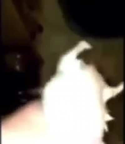 Rat