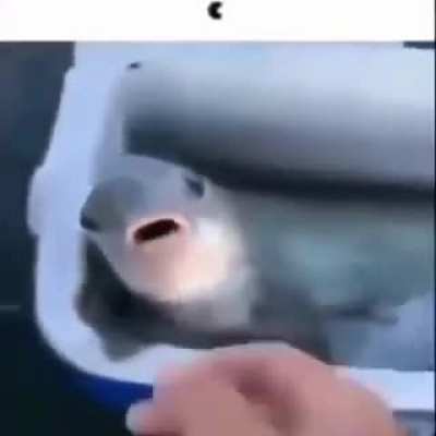 no horny