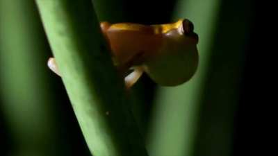 Deleted scene from Attenborough's "Fabulous Frogs"