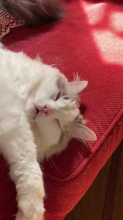Banjo&rsquo;s dream state
