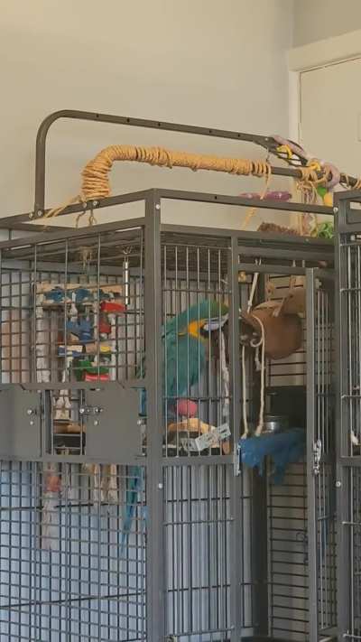 Have a few minutes of Vinny &amp;amp; Lokie being themselves - Angel &amp;amp; Flock